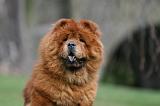CHOW CHOW 732